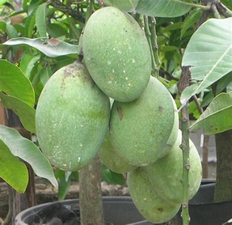 Keanekaragaman tingkat jenis (spesies)2.2.1 contoh keanekaragaman tingkat jenis:2.3 c. Tanaman Buah Untuk Dataran Rendah