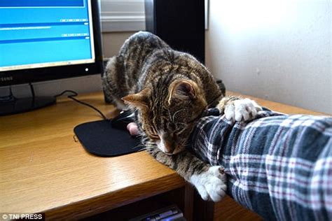 Pet Owners Share Hilarious Photos Of Their Clingy Cats Daily Mail Online