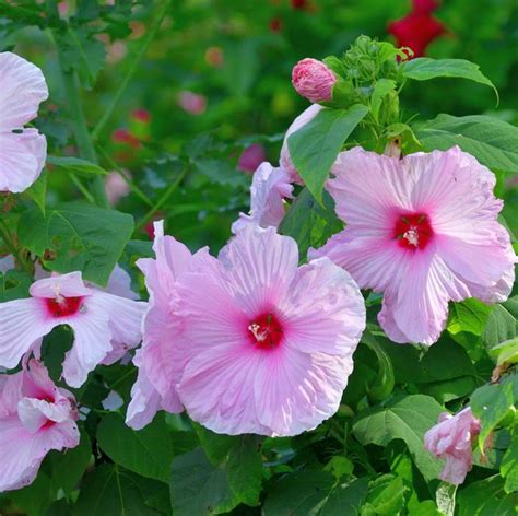How To Grow Hardy Hibiscus Hardy Hibiscus Care Tips