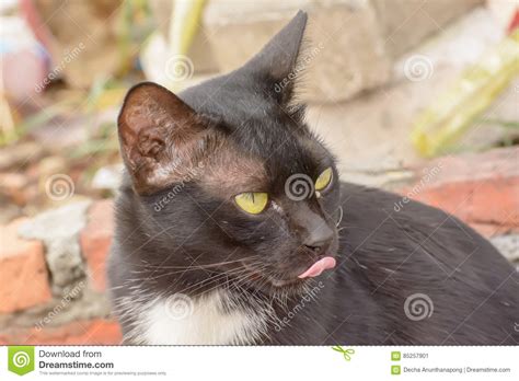 Jan 14, 2020 · it's important to keep your cat's eye area clean. Eye boogers in cats stock image. Image of cats, funny ...