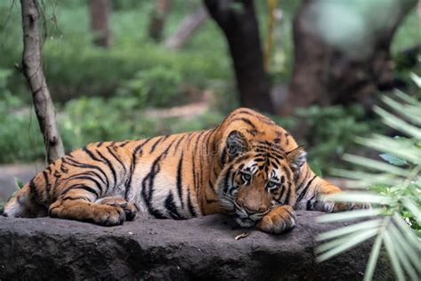 Young Tiger Sitting On A Rock Posing For The Camera With Forest In View