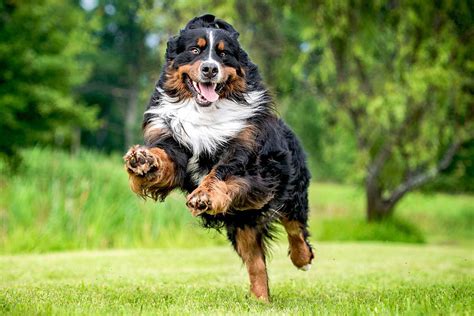 The Majestic Bernese Mountain Dog A Perfect Blend Of Beauty And Utility