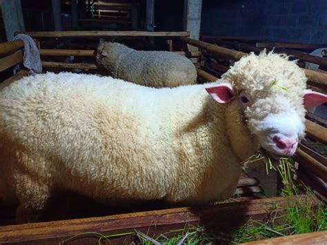 Begini Cara Beternak Domba Merino Untuk Pemula Pak Tani Digital