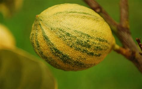 Maybe you would like to learn more about one of these? CITRUS LEMON TREES FOR SALE