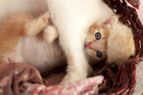 Petite Kitten Blue Eyes Jaune Mignonne Photo Stock Image Du Yeux