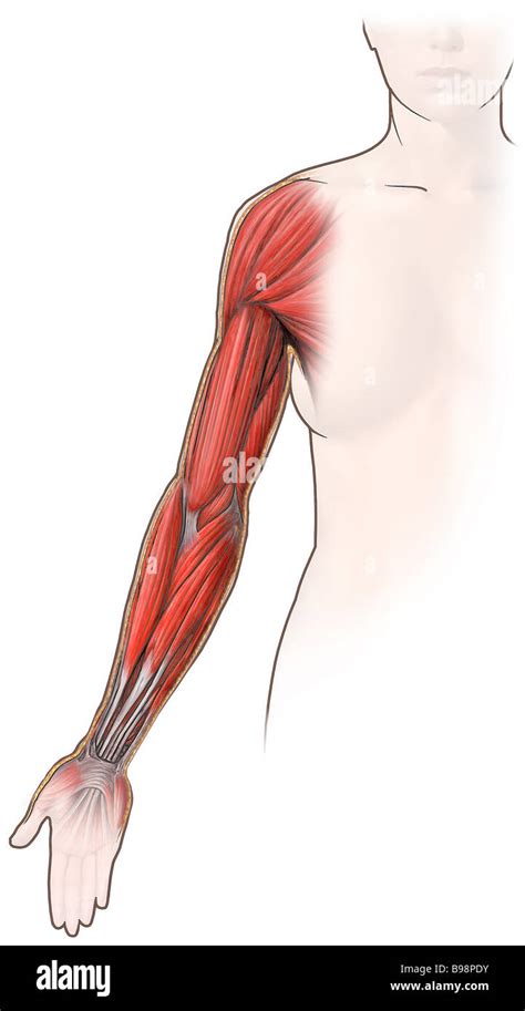 Muscles Of The Arm Anterior View Stock Photo Royalty Free Image