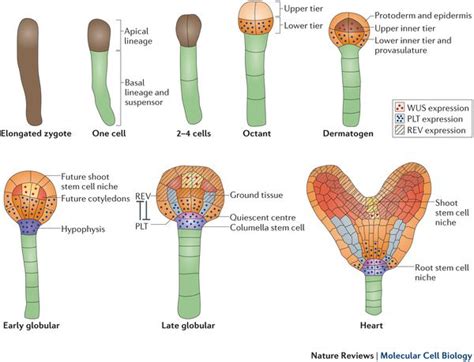Apical meristems are found in plants. plant cell development: (full article - not free: http ...