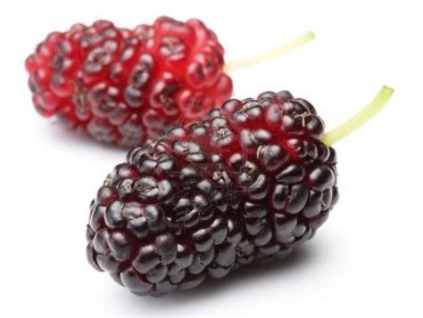 The Earth of India: All About Mulberry in India