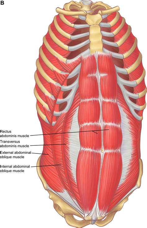 Anatomy of the ribs and chest. The Anatomy of the Ribs and the Sternum and Their ...