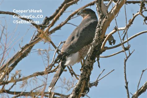 Hawks are widely distributed and vary greatly in size. Identifying hawks and other raptors - Birds and Blooms