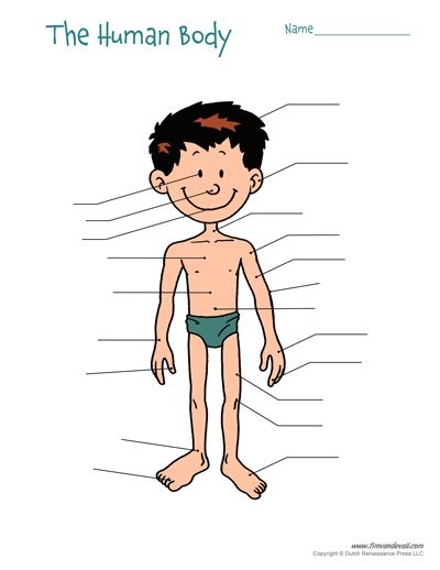 Free Printable Human Body Diagram For Kids Labeled And Unlabeled
