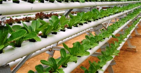 How Hydroponics System Is Providing Better Agriculture Solutions