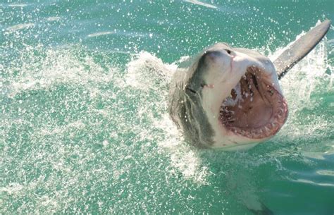 Great White Sharks Of South Africa Goeco