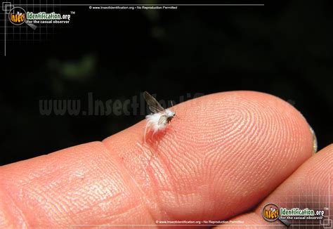 Woolly Aphid