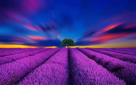 1920x1080px 1080p Free Download Beautiful Lavender Lavender Tree