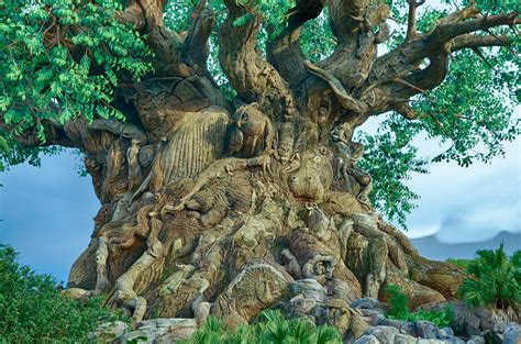 Hdr Tree Of Life Taken At Disneys Animal Kingdom Theme Flickr