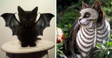 17 Costumes Dhalloween Terrifiants Pour Chats Chat Effrayant Chat
