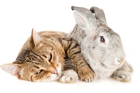 Cute Kittens And Bunnies