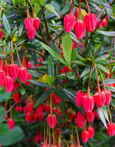 Evergreen Shrub With Stunning Bright Red Unusually Light Pink Flowers In Spring And Summer