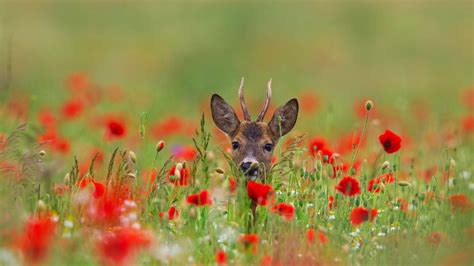 Poppy Deer Bing Wallpaper Download