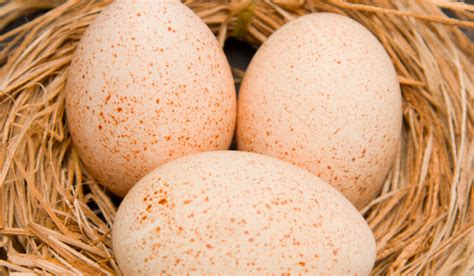 5 Best Turkey Breeds For Eggs The Hip Chick