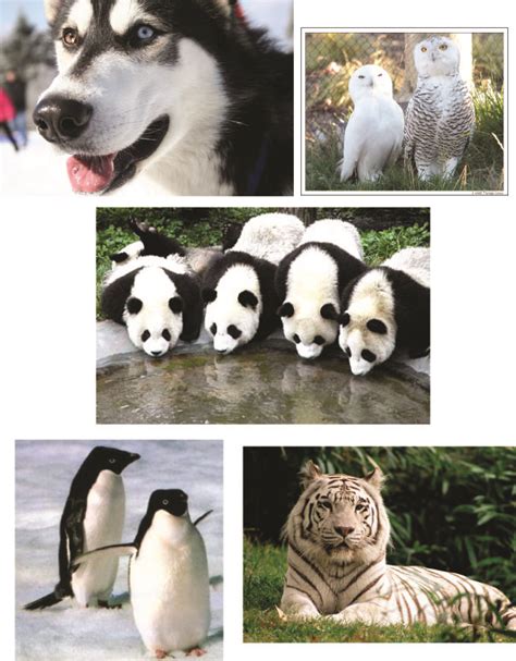 Iván Cortez: Animales blanco y negro