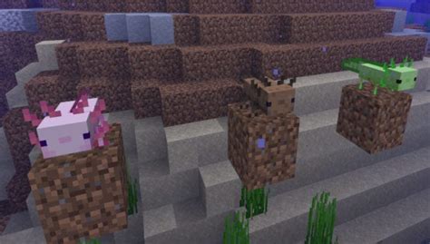 The cute little mexican salamanders just arrived in minecraft! Minecraft erhält 2021 das große Caves & Cliff-Update mit ...
