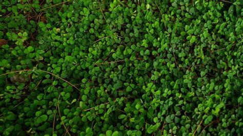 Free Image On Pixabay Small Green Leaves In 2021 Ground Cover