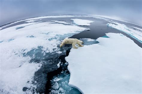 Traveling Polar Bear Image National Geographic Your Shot Photo Of The Day