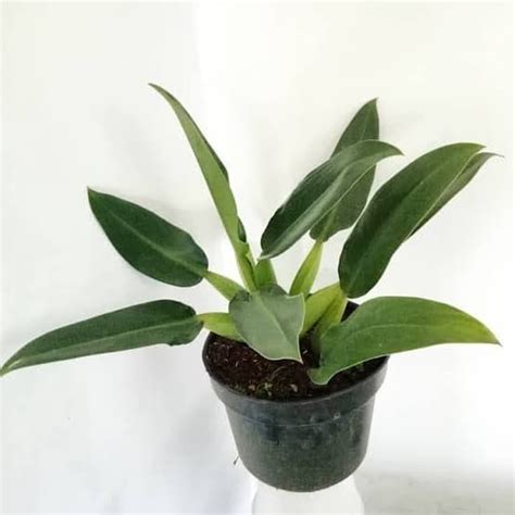 Beli bunga hias hidup online berkualitas dengan harga murah terbaru 2021 di tokopedia! Jual Tanaman Philo Katak (Philodendron) -Tanaman Hias Hidup- - Kota Depok - Rizki taman | Tokopedia