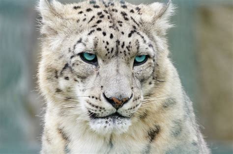 Gallery The Snow Leopard A Climate Change Victim