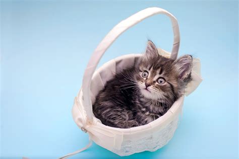 Photo Kitty Cat Cat Wicker Basket Animals