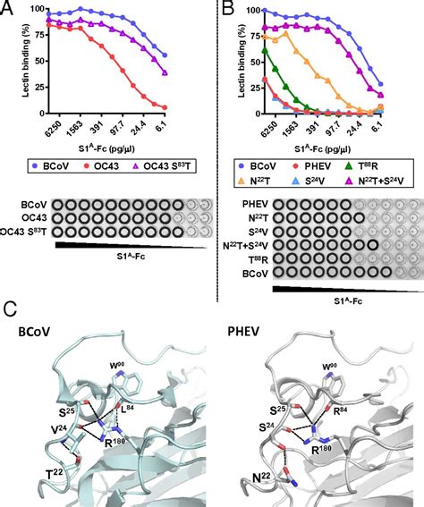 Human Coronaviruses Oc And Hku Bind To O Acetylated Sialic Acids