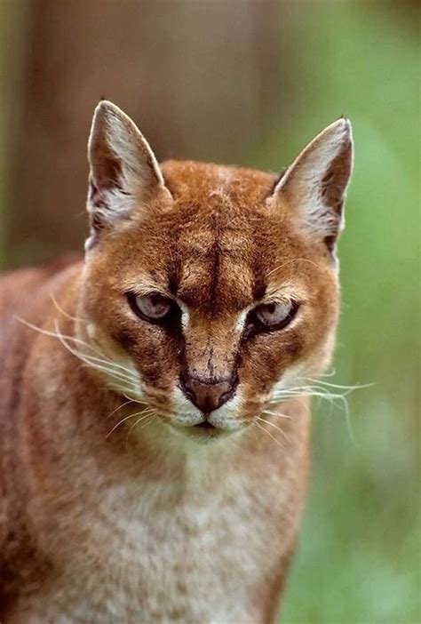 African Golgen Catchat Doré Africaincaracal Aurata Golden Cat