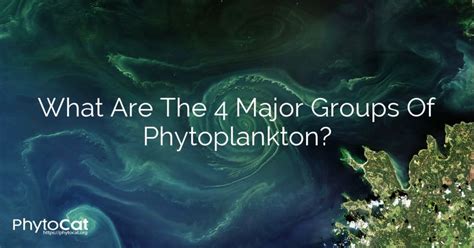 What Are The 4 Major Groups Of Phytoplankton?