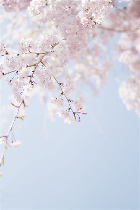 30 Cherry Blossom Tree Wallpaper Pics Wall Toat