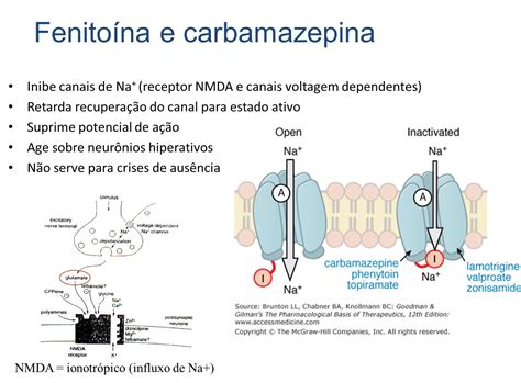 Mecanismo De Ação Fenobarbital