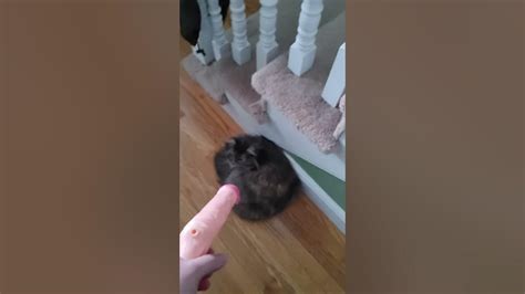 Huge Cock Destroys Pussy Youtube