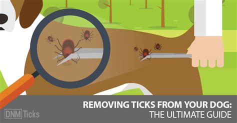 How To Remove Ticks From Your Dog Dos And Donts Dogs Naturally Magazine