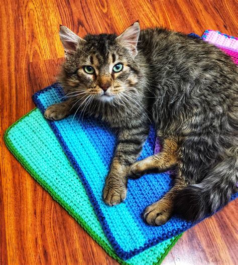Animal Shelter Kitty Blanket Pattern By Lindsay Allercott Crochet Cat