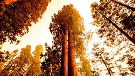 California Wildfires Make Run Toward Giant Sequoia Groves