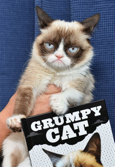 Grumpy Cat On Friday Grumpycat Photos Just Click On The Image To See