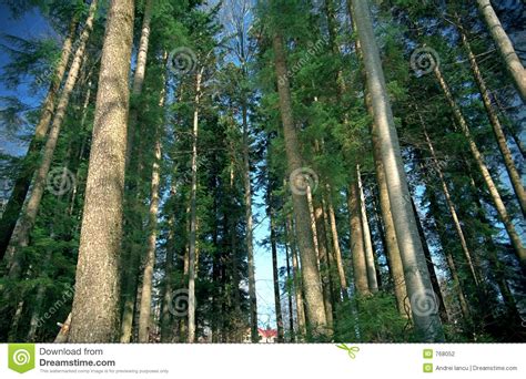 Green Forest Trees Stock Photo Image Of Green Vivid Nature 768052