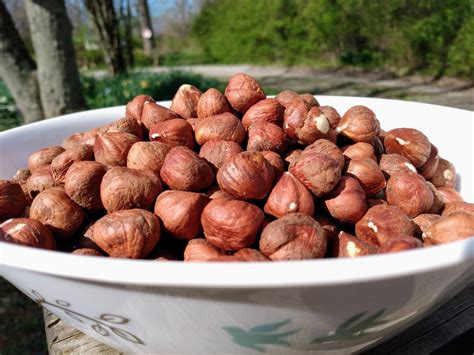 The American Hazelnut Corylus Americana A Versatile Native Nut