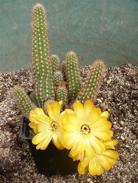 The flower owing to its yellow colour requires grafting onto a green plant to survive. 84 best Chamacereus ( peanut cactus ) images on Pinterest ...
