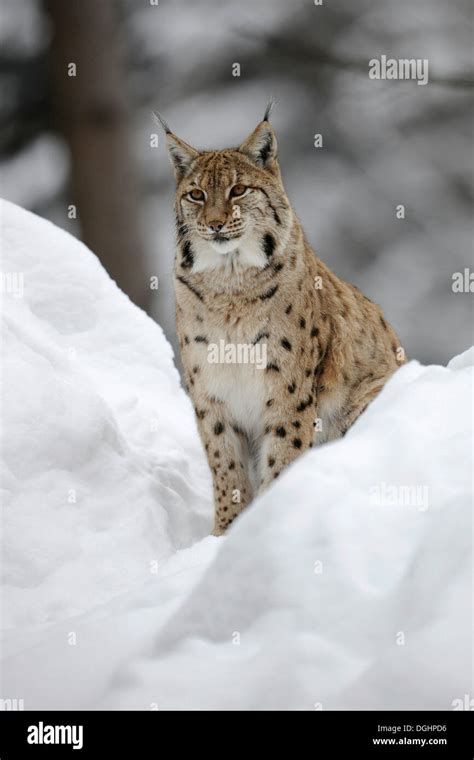 Lynx Lynx Lynx Sitting In The Snow Animal Enclosure Bavarian