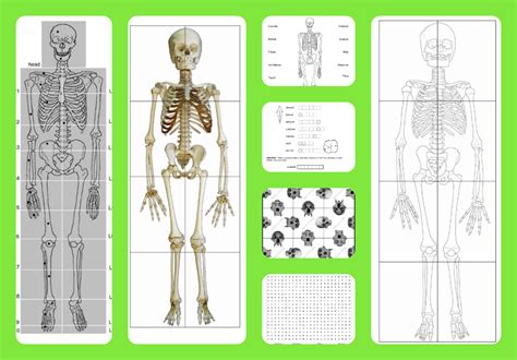 The bones of the skeleton store energy in the form of lipids in areas of yellow bone. Free printable life-sized child and adult skeletons, skull puzzles and more! - A Magical Homeschool