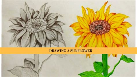 Drawing A Sunflower Pencil Shading Vs Pencil Colours Youtube