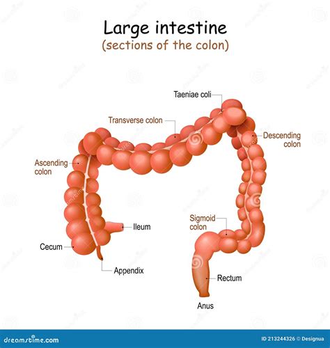 Large Intestine Colon Anatomy Stock Vector Illustration Of Digestion