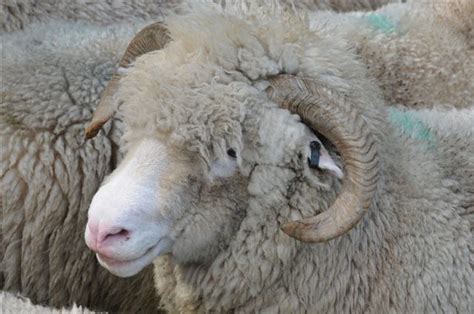 Dorset Sheep Gallery Dorset Horn And Poll Dorset Sheep Breeders